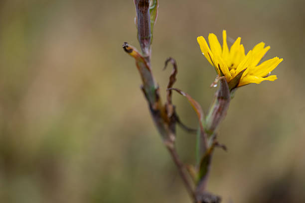 A delicate yellow wildflower stands on a thin, slightly dried stem against a softly blurred natural background. The bright petals contrast with the muted tones of the surrounding foliage. The image conveys a quiet, gentle atmosphere and highlights the subtle beauty of late-season blooms.