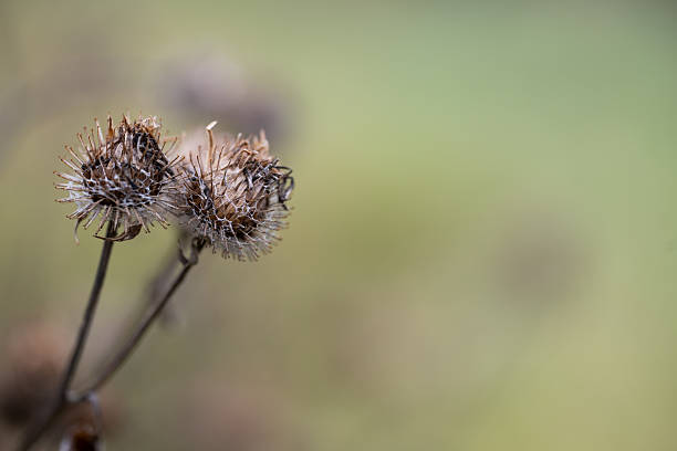 The photograph shows a close-up of a dry thistle growing in a field. The thistle has characteristic prickly heads and dry stems.
