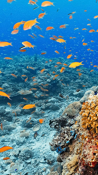 istock Orange Fish Swimming over Coral Reef in Clear Blue Water 2248447606