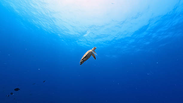 istock Sea Turtle Swimming in the Ocean 2248447609
