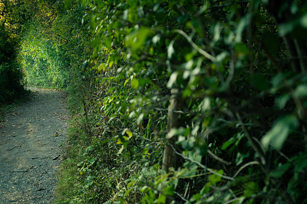 istock A path meanders into a forest tunnel, inviting a quiet, natural journey. 2248447615