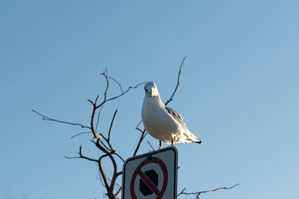 istock Seagull perched high, overlooking the landscape with a clear blue sky backdrop. 2248447712