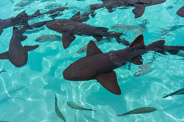 istock A group of nurse sharks. 2248448868