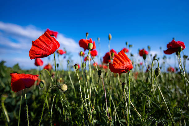 istock Red poppies growing in a field under blue sky 2248448956