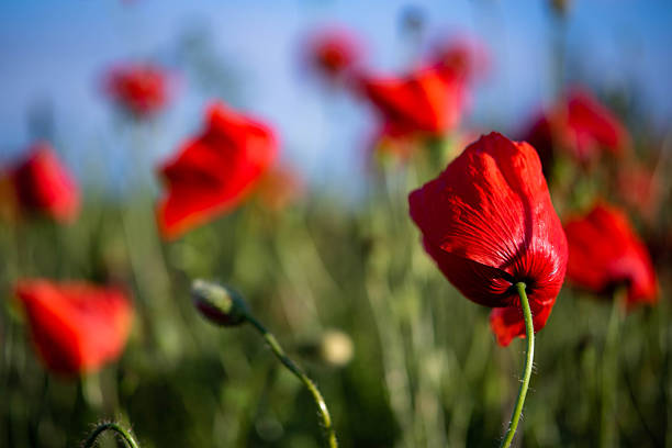 istock Red poppies growing in a vibrant summer field 2248448994