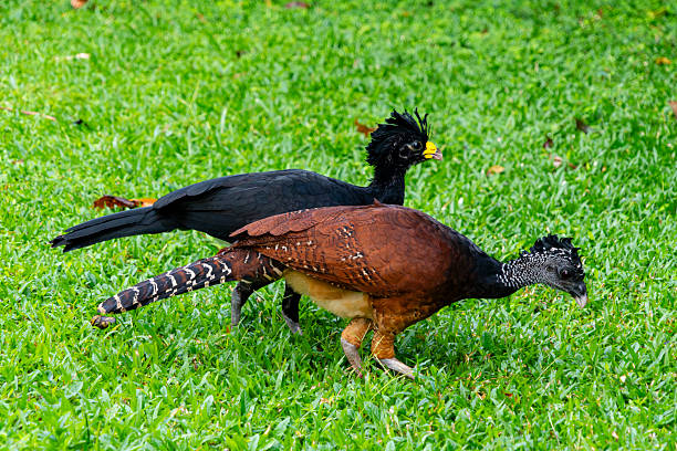 The great curassow (Crax rubra) is a large, pheasant-like bird from the Neotropical rainforests, its range extending from eastern Mexico, through Central America to western Colombia and northwestern Ecuador. Male birds are black with curly crests and yellow beaks; females come in three colour morphs, barred, rufous and black.