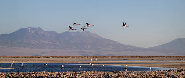 Flamingos flying over a salty pool in the Atacama desert