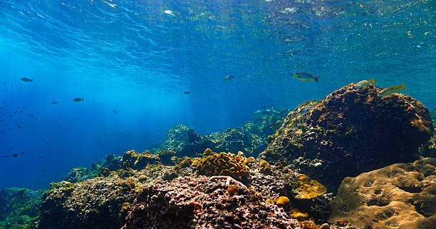 istock Scenic coral reef with a Blacktip reef shark in rays of sunlight 2248450760