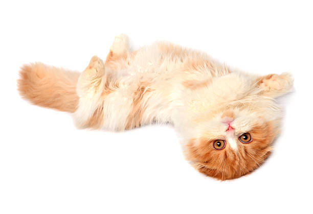 istock Beautiful red-haired kitten posing lying isolated on white background. Scottish fold cat 2248450765