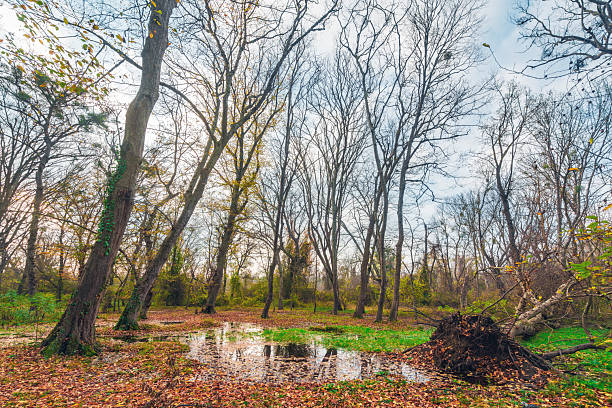 istock Puddles after rain in the autumn forest 2248451863