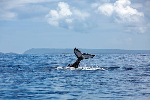 A large humpback tail slaps its fluke (tail fin) on the ocean's surface in the pristine blue waters surrounding the many picturesque islands on Vava'u in the Kingdom of Tonga.