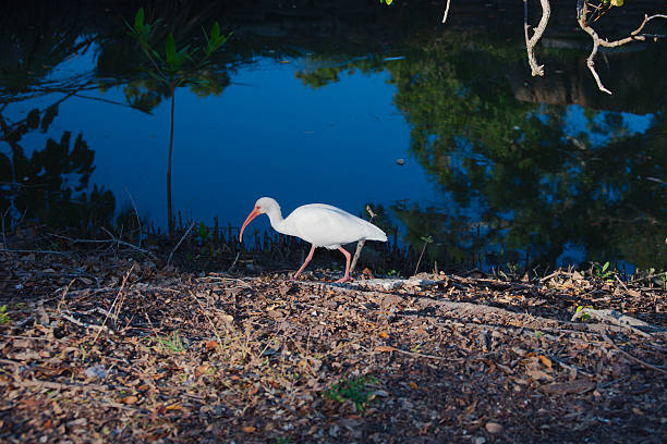 A white ibis with a long, curved pink bill walks along a leaf-strewn shore beside dark, tranquil water. The scene captures wildlife in a coastal, serene dusk setting.