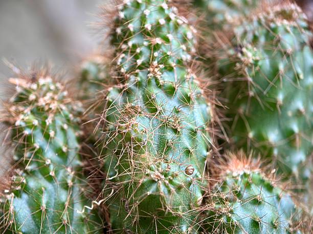 istock Macro close-up of a spiky cactus surface, highlighting the fine needles and ribbed structure. (Echinopsis/Trichocereus is a possibility). 2248455423