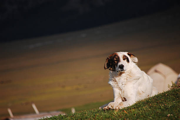 A white and brown dog is resting on green grass in an outdoor natural environment.