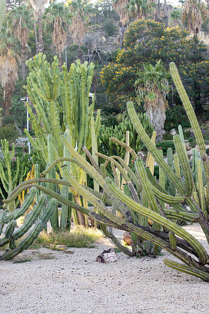 istock Many different cacti. Landscape with beautiful cacti and palm trees. 2248456768