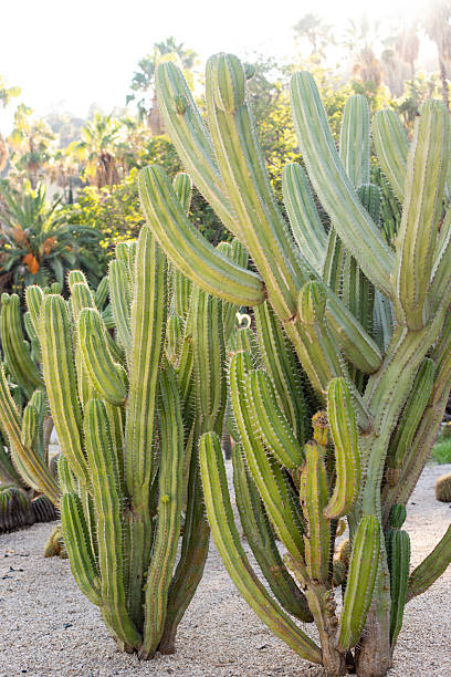 istock Rhipsalis baccifera, large San Pedro cactus 2248456769