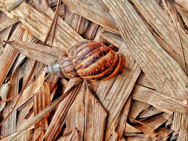 snails are on dry bamboo leaves