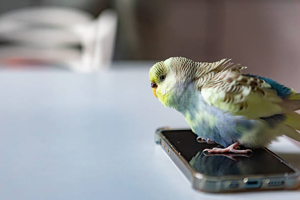 istock A ruffled domestic budgie sits on a phone 2248458968