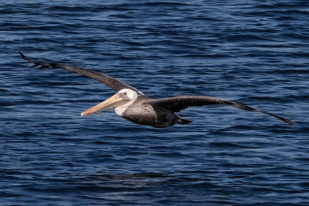 istock Pelican in flight; blue water in background. 2248459337