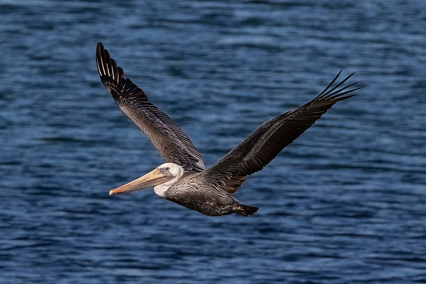 istock Pelican in flight; blue water in background. 2248459338