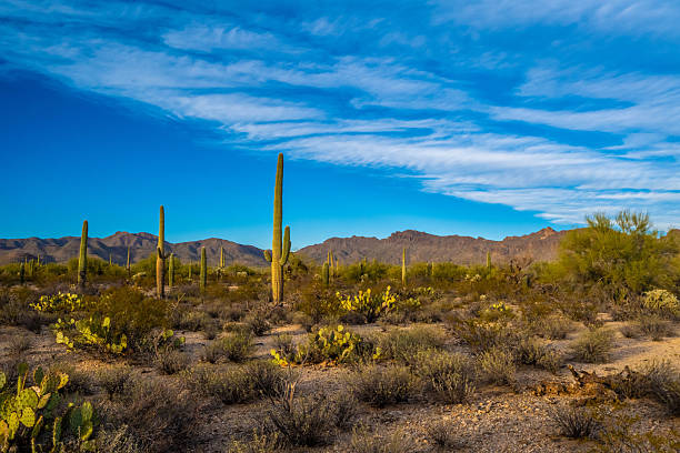 istock A long slender Saguaro Cactus in Tucson, Arizona 2248459423