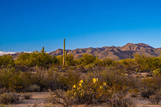 istock A long slender Saguaro Cactus in Tucson, Arizona 2248459425