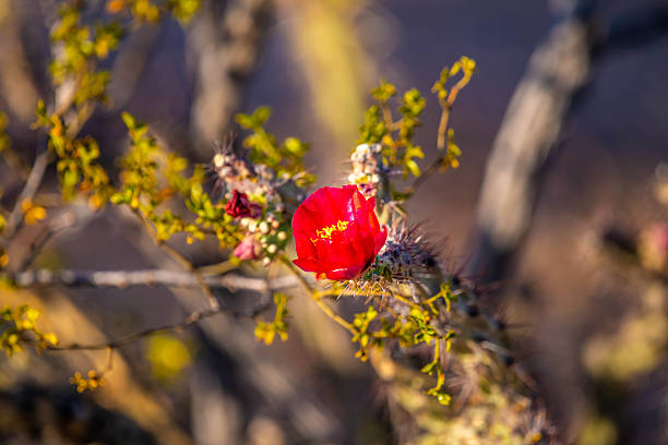A flowering cactus in Tucson, Arizona in Tucson, Arizona, United States