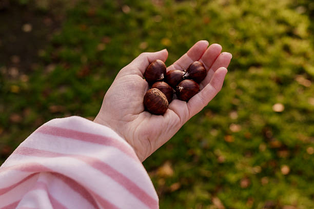 istock Hand holding fresh chestnuts outdoors in soft autumn light 2248459826