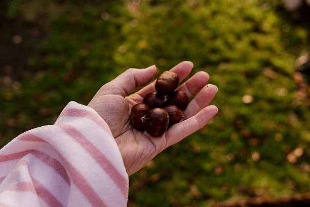 istock Hand holding fresh chestnuts outdoors in soft autumn light 2248459830