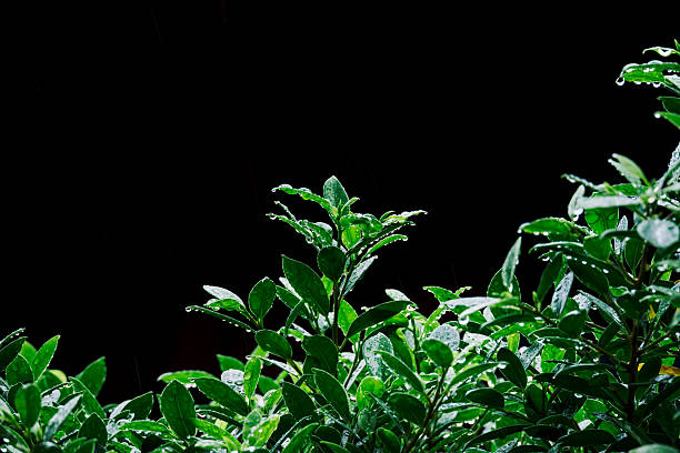 Fresh wet green leaves on top tree in dark background in Chiang Mai, Chiang Mai, Thailand