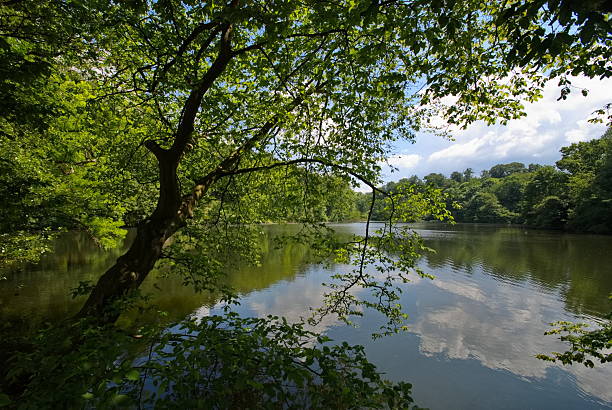 istock Peaceful Lake View Naturally Framed by a Leaning Tree and Lush Green Foliage 2248459888
