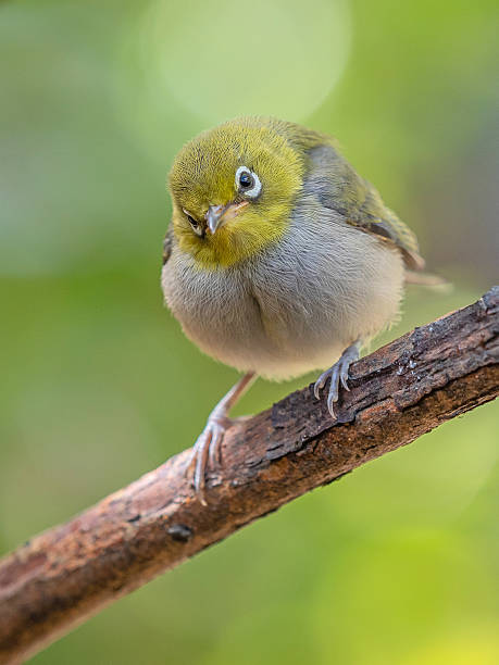 istock A Silvereye in Western Australia 2248460552