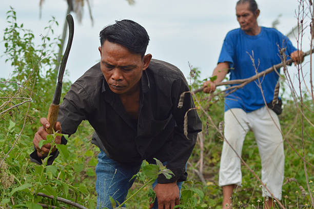 istock Close-up of Farmer Vigorously Cutting Weeds While Colleague Pulls Dry Stems 2248462778