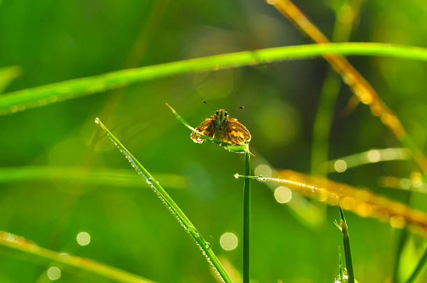 Skipper Butterfly on Dew-Kissed Morning Grass