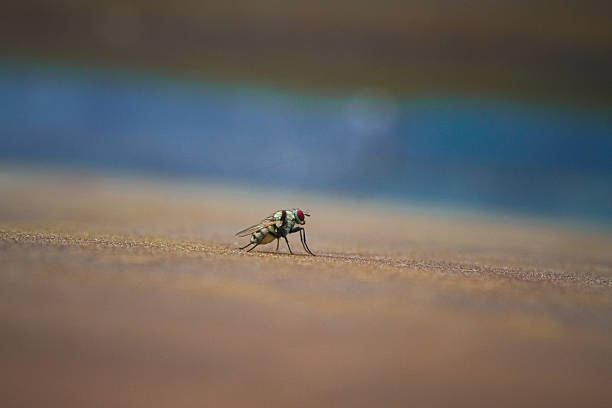 Mosquito Net Blocking Housefly.