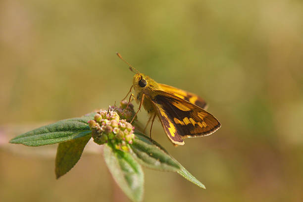 istock butterfly of Potanthus omaha 2248465719