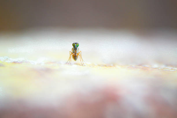 macro photograph captures a small, slender insect, commonly known as a long-legged fly (family Dolichopodidae). The fly exhibits a striking, iridescent metallic green coloration on its body and has prominent, large green eyes.