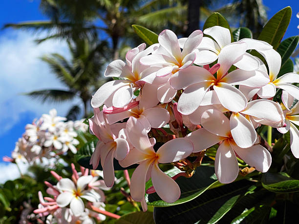 Close up view of clusters of plumeria flower blossoms on a blooming tree. The flowers are fragrant and have soft colorful shades of white, pink, and yellow. Palm trees are in soft focus in the background. The blue sky in the background and the sunlit petals indicates nice tropical weather. This plumeria tree is in a garden on the island of Kauai, Hawaii. Hawaii is a popular travel destination.