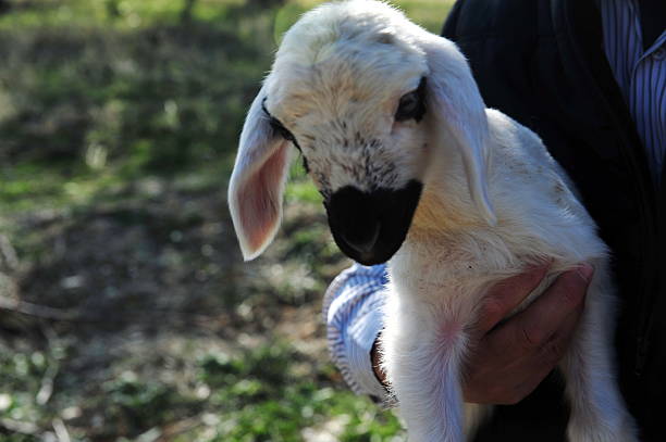 istock Tender Moment Holding a Baby Lamb Portrait 2248467182