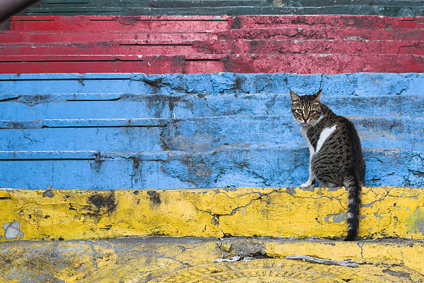 Cute red cat on the narrow street of Gamcheon Culture Village in Busan South Korea
