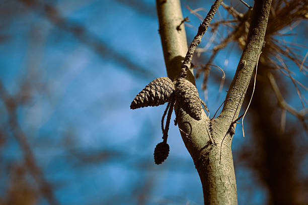 Two pine cones rest on a bare tree branch.