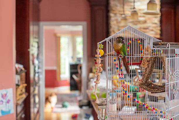 A green-cheeked conure, a small parrot, sits on the open door of its white wire cage inside a suburban home. The cage is filled with colorful toys and placed on a kitchen counter. In the heavily blurred background, another room is visible through a doorway, where the silhouette of a domestic cat is on the floor. This is an eye-level view with selective focus on the parrot, creating a soft, out-of-focus background with copy space.