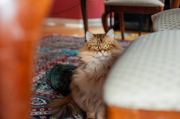 istock Fluffy domestic cat with yellow eyes sits on a patterned rug inside a home. Eye level view of a purebred Siberian male pet looking at the camera. 2248468002