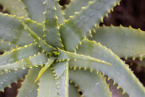 istock Aloe plant with rain drops  isolated on a natural background 2248468476
