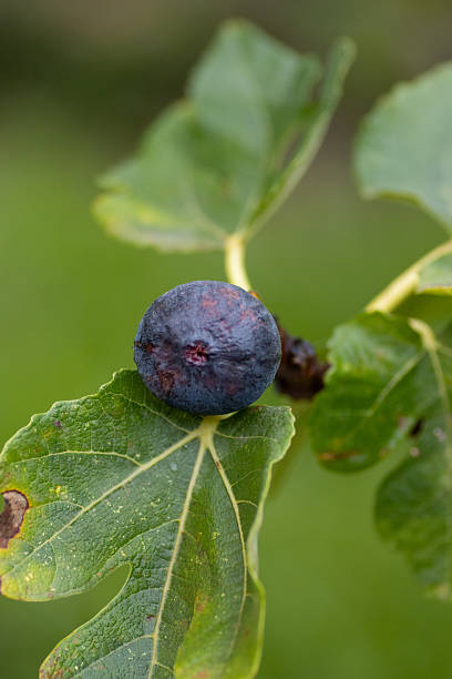 istock Ficus carica green ripe fig fruit on a tree with fig leaves 2248469123