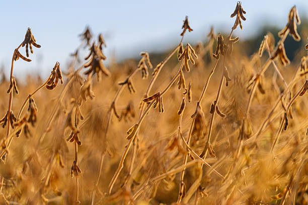 istock Soybean scene image, Resilient legume under sunlight, Sunlit soybean stems with textured foliage landscape, Delicate soybean pods catching afternoon light in vibrant field 2248469236