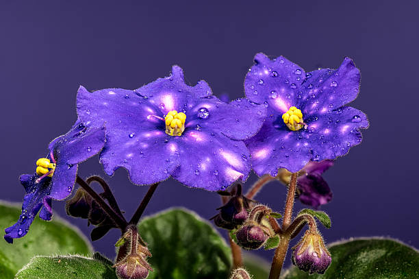 Macro photography of beautiful deep purple African violet flowers Saintpaulia Venetian Night with unique white and pink spots and water droplets, set against a dark, royal purple backdrop