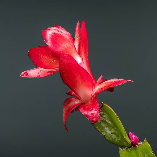 Vibrant and colorful macro shot capturing the exquisite beauty of a blooming prickly pear cactus flower, showcasing its delicate petals and intricate details in close-up.
