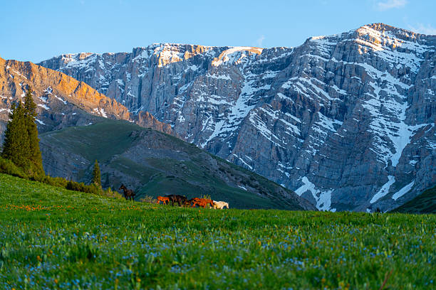 A herd of horses grazing in a bright green meadow with small wildflowers, set against a backdrop of immense, snow-covered, sheer rock cliffs in a deep mountain valley.