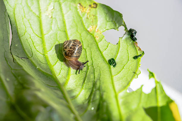 istock a snail on the green vegetables leaf 2248469791
